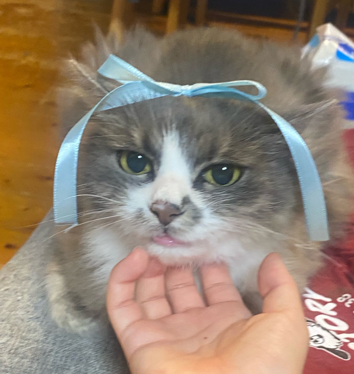 0tsu_k's tweet photo. キューティクルベイビー😻😻 https://t.co/pJS2cCdxAG