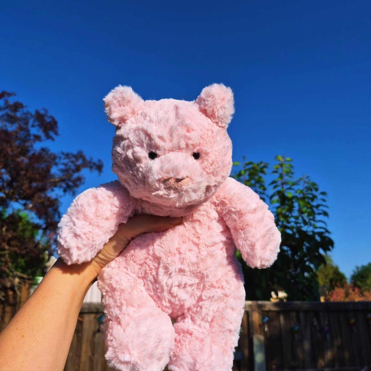 SaradoSp1's tweet photo. How cute is Leola Bear? She does have a little angry face, though. Maybe she’s feeling too hot and wants to enjoy the sunshine from the shade. https://t.co/Y0Tw2AafTb