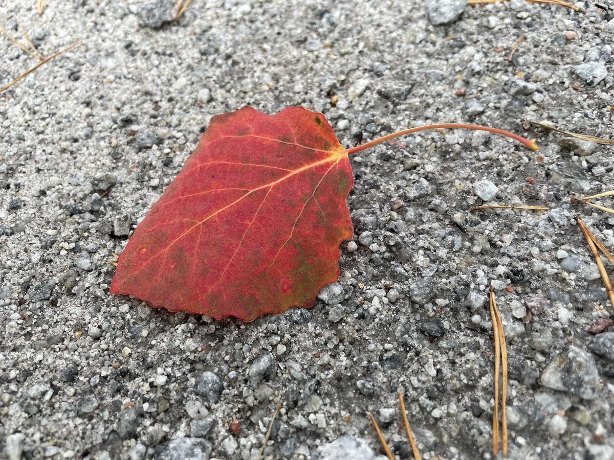 nelliesthlm's tweet photo. höstens färger är verkligen vackra https://t.co/uraDo5rQoW