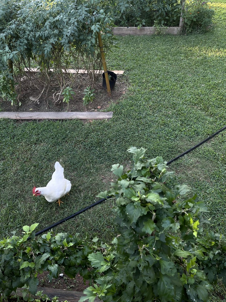 hobiwrld1's tweet photo. @mintchocok00kie My babies 🐓 https://t.co/doOnMfGA34