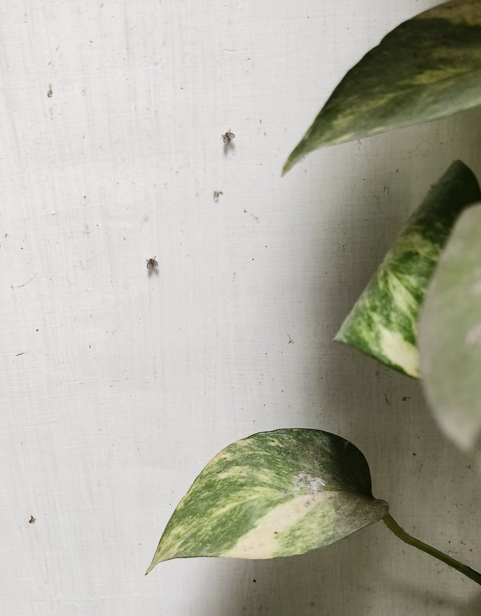 RohitKaNation's tweet photo. Hey @grok, what kind of bug is this? I've seen it on the walls of my old farmhouse; can anyone tell me about it? https://t.co/2aVj6FqB23