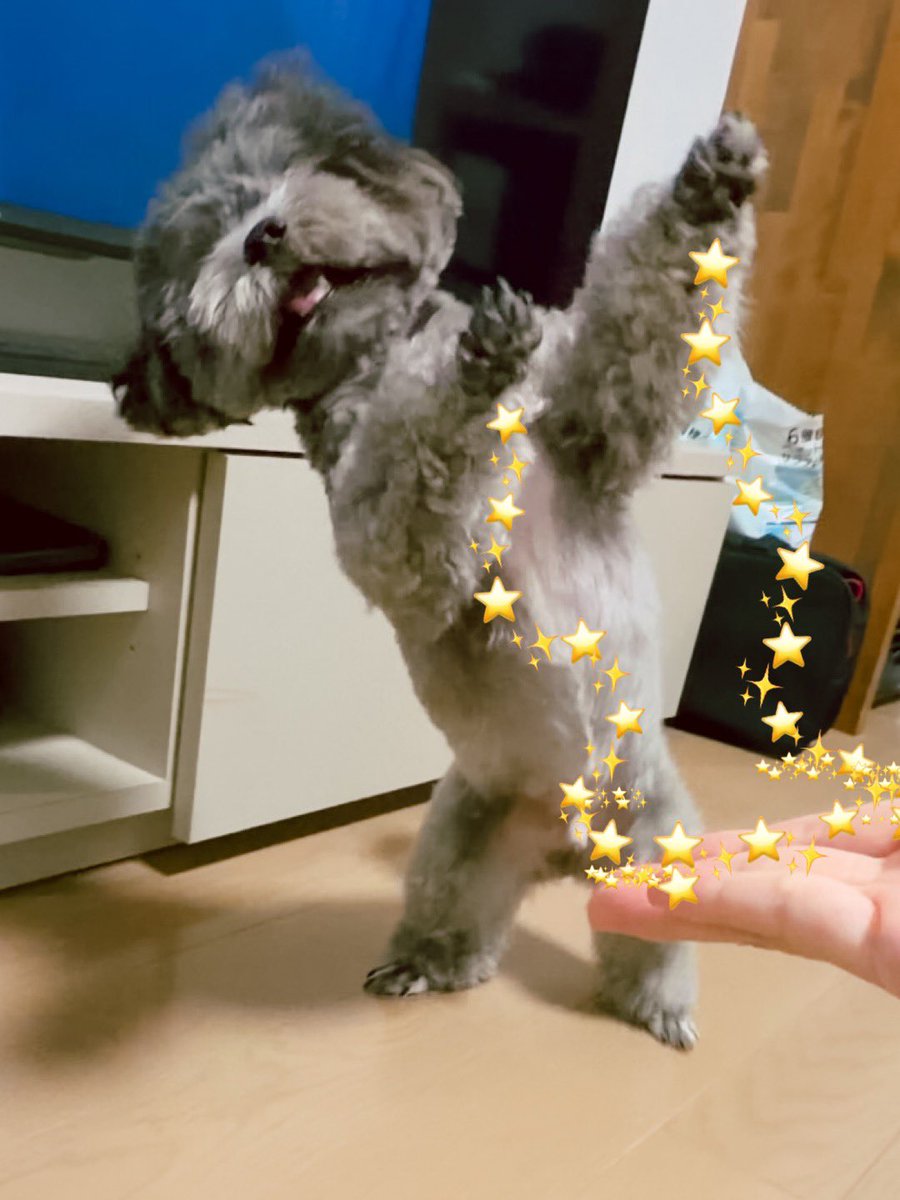 gyuunyuu_umai's tweet photo. 👐✨⭐️ https://t.co/FfPFhws59c
