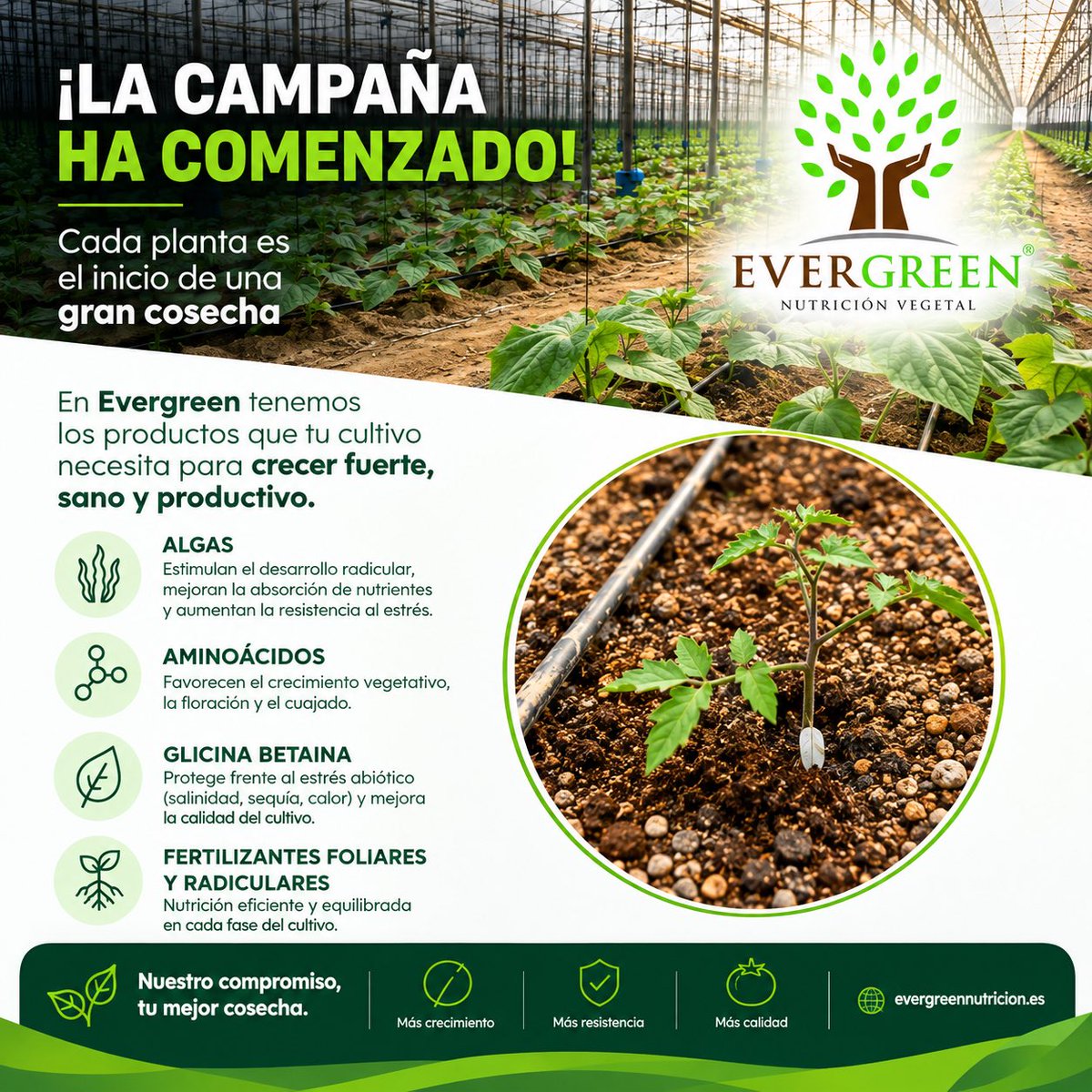 evergreennutri1's tweet photo. 🌱 ¡LA CAMPAÑA HA COMENZADO! 🌱

Cada cultivo comienza con una planta. Y detrás de cada planta hay decisiones que marcan la diferencia.

En Evergreen Nutrición Vegetal ponemos a disposición del agricultor soluciones para acompañar al cultivo durante todo su ciclo: https://t.co/4SeAjudavZ