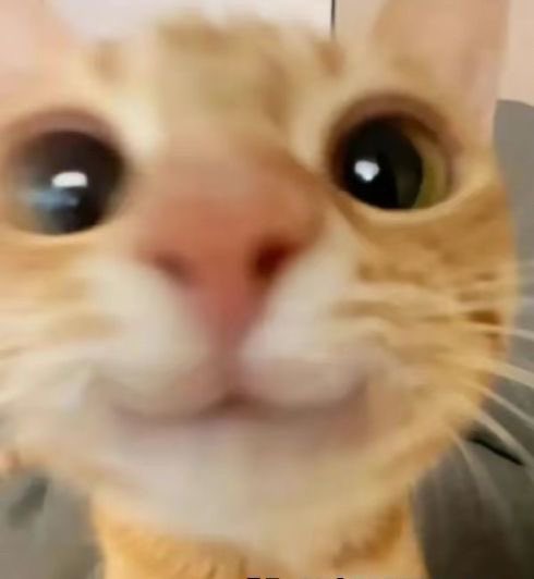 sangwonzies's tweet photo. THIS IS THE CUTEST THING EVER https://t.co/Zl9kYyDD8y