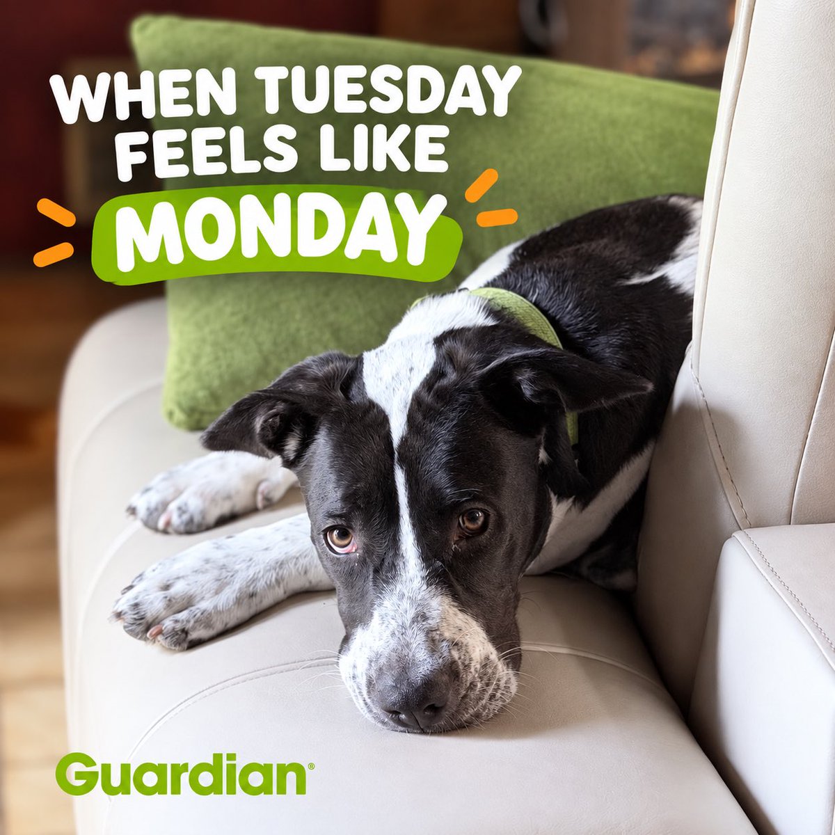 GuardianPestFL's tweet photo. The calendar says Tuesday, but after a long weekend, we’re not entirely convinced. 😂🐾

#Guardian #TuesdayFeelsLikeMonday #BackToWork #BrevardCounty #SpaceCoast https://t.co/Yqt1zSL7gE