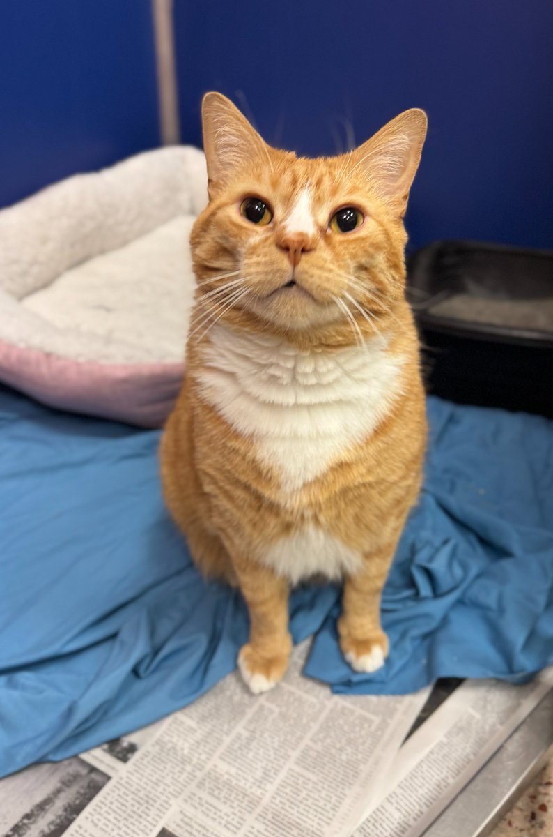 PSPCA's tweet photo. ‼We need newspaper‼

It might seem like a small thing, but newspaper is a big help around the shelter. We use it to line our cat kennels and keep them clean and comfortable while our cats wait for their forever homes.

If you have a stack of old newspapers lying around, we would be so grateful if you donated them to the shelter. You can drop them off or send them our way:

Pennsylvania SPCA
350 E Erie Ave
Philadelphia, PA 19134

Thank you!!