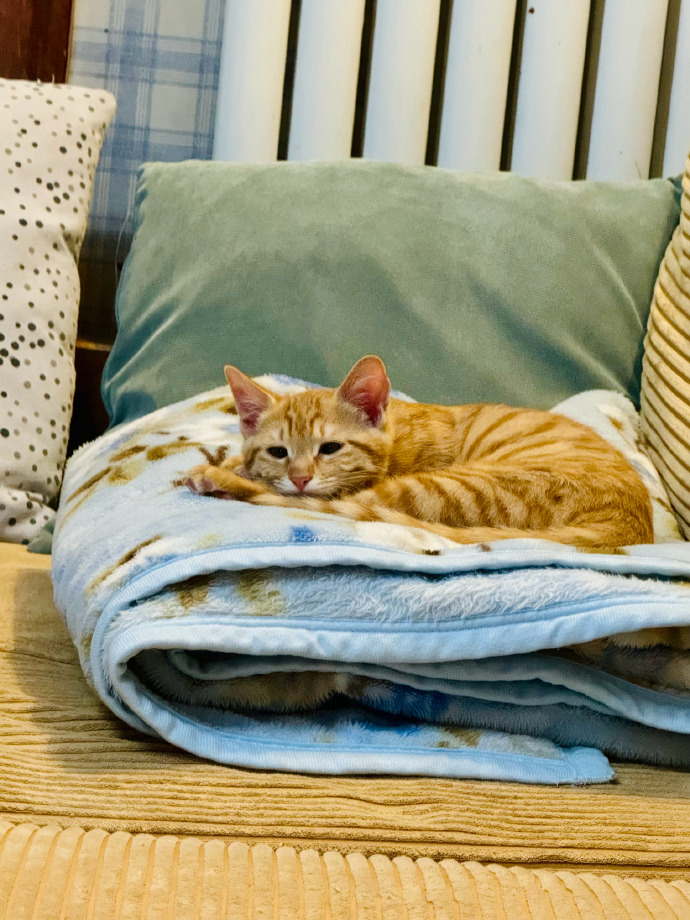 OnurSimsekex2c's tweet photo. Just caught my cat "helping" me fold laundry by napping right on the clean t-shirt I was about to put away ， https://t.co/30ZEl4aAhN