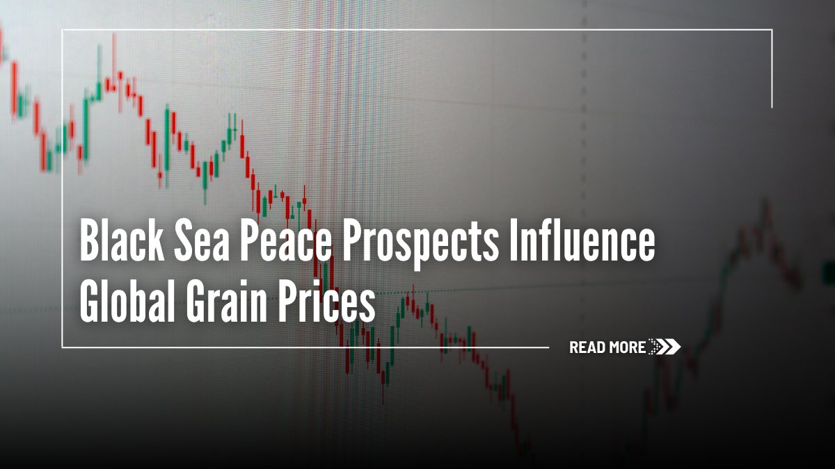 FarmsNews's tweet photo. Export uncertainty...

Grain and oilseed markets remained closely tied to geopolitical developments, weather conditions and export expectations during the week ending September 4, 2026.

Get the summary of all recent market events ⏬
https://t.co/B9nM8aXq3a

#USAg https://t.co/wecHy7XNvy