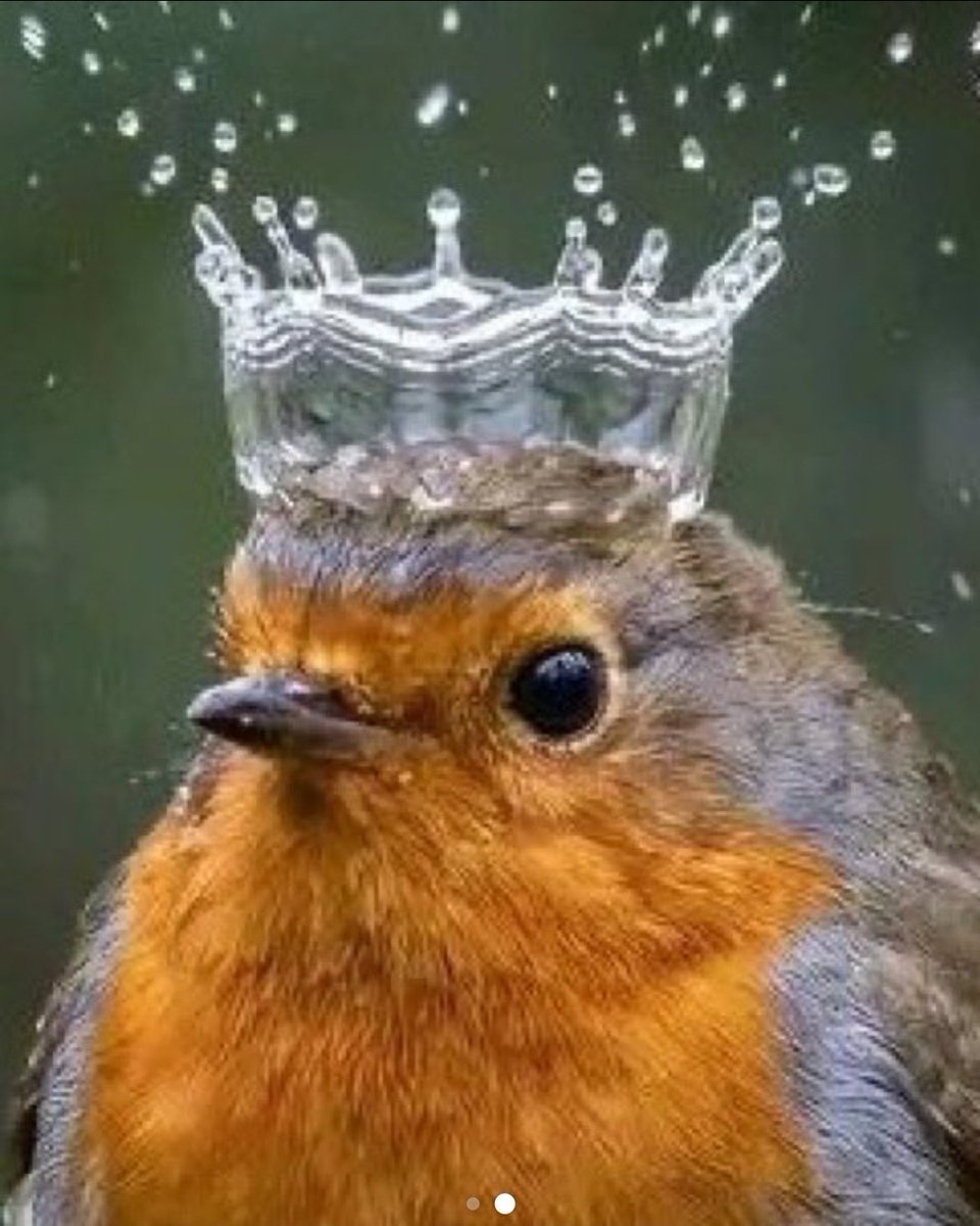 least_im_here's tweet photo. A drop of water falls on the head of a little bird and turns into a small “crown”. https://t.co/2DLHoGeiyk