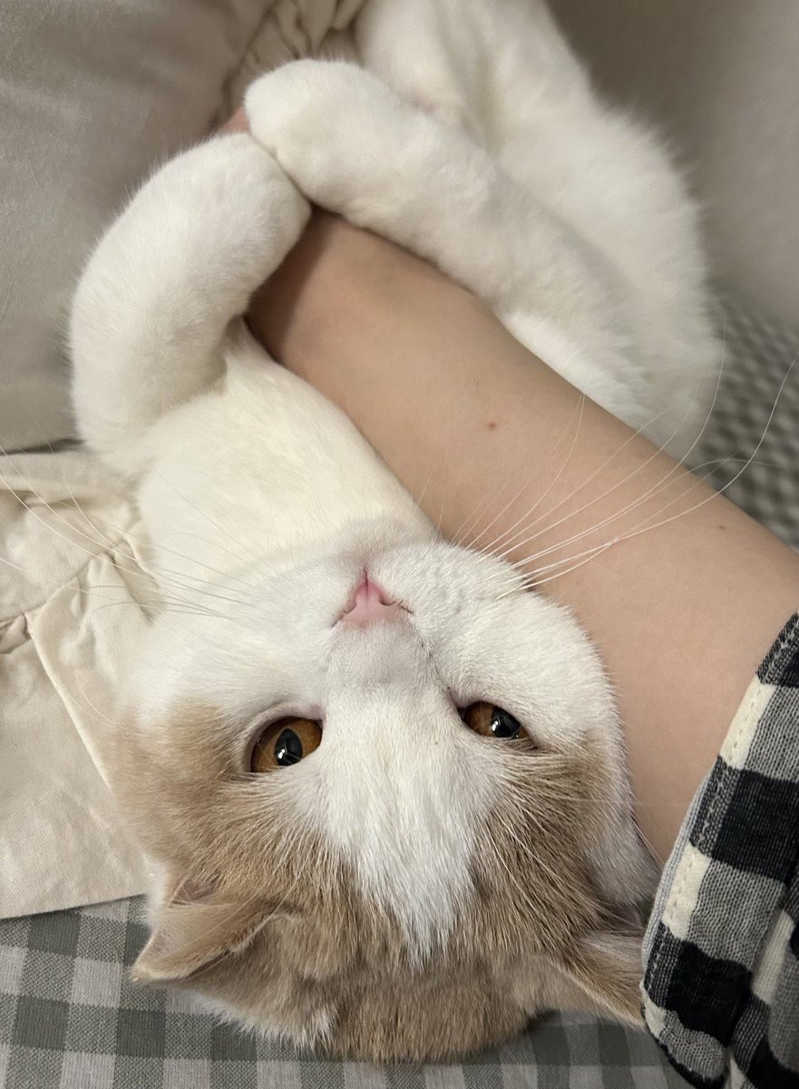 iamhikotaro's tweet photo. これはフワワなおててでムギュ…と人間を誘惑する猫 https://t.co/fK7eLYIiZl