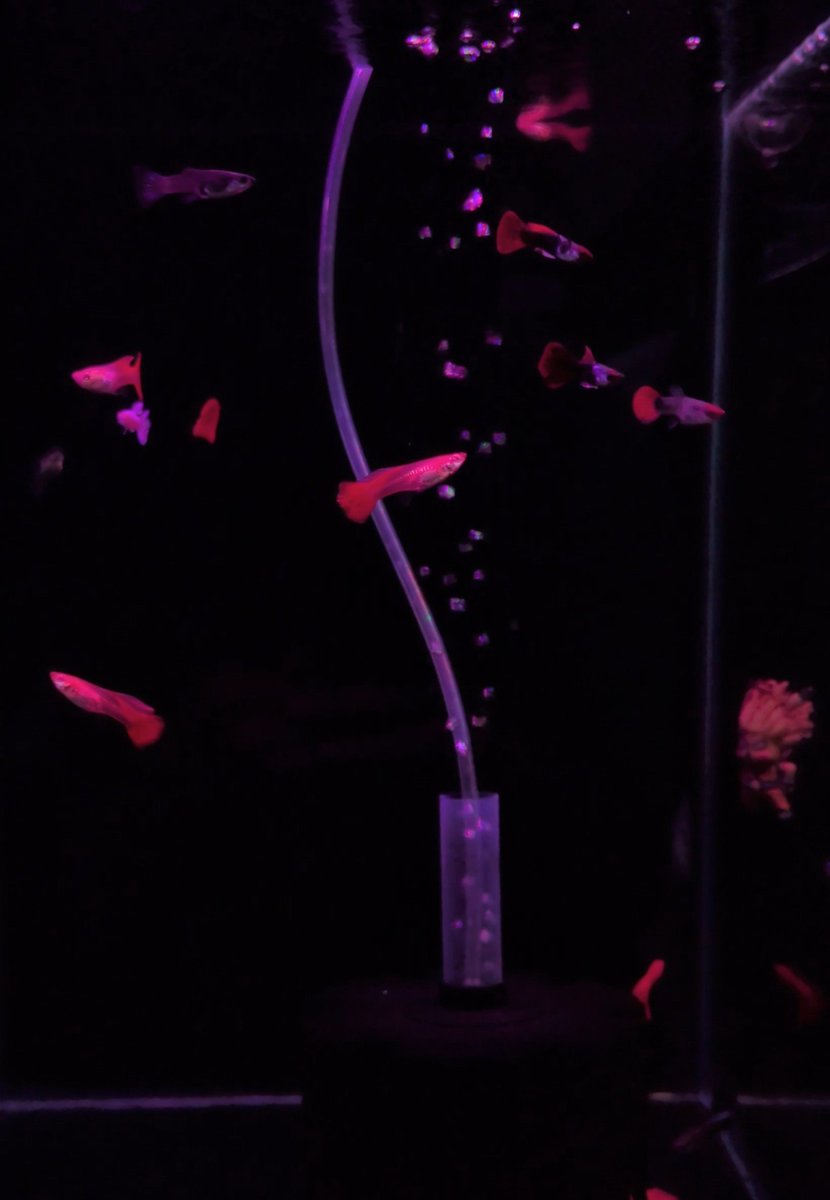 travis__bickle0's tweet photo. fishies https://t.co/Qz7QUTJgbp