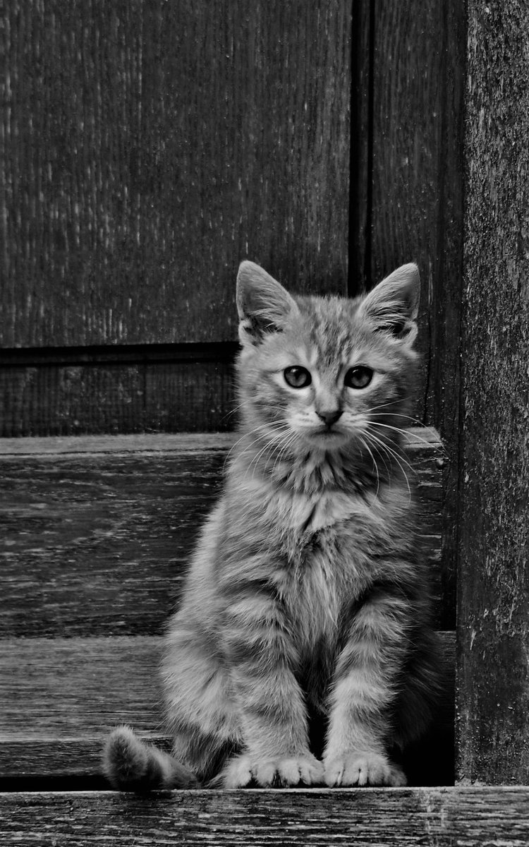 DailyCatsX's tweet photo. https://t.co/AMPCeMwcqZ