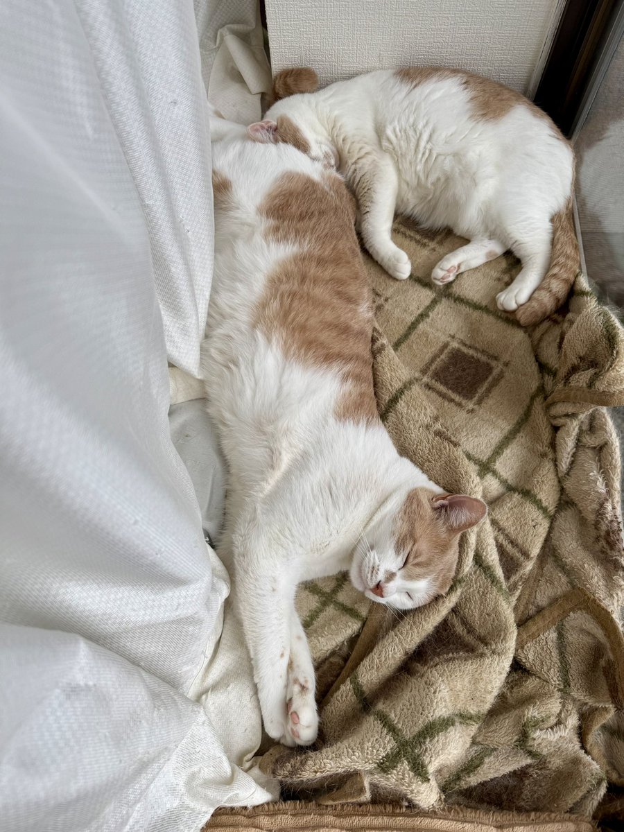 tomo_sorairo's tweet photo. 息子レンのお尻に
顔を押し付けて寝るママ猫リン🤭
#保護猫
#猫好きさんと繋がりたい
#猫との暮らし
#リン
#レン https://t.co/OJHSHeP0zt