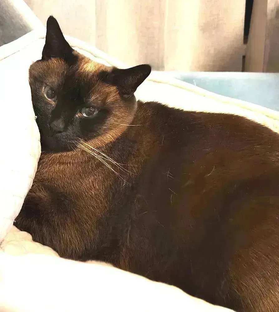 sachikoko's tweet photo. 🙏🏽PLEASE SHARE
🌷Beautiful, Sweet 6YO Seal Point #Siamese Kitty "MOCHA"🌷
📣Needs A Calm, Cat Savvy #FureverHome🏡As Your 1 &amp; Only🐈
▶️https://t.co/ry0kwjdrys
🙏🏽#AdoptDontShop
#Oakland, #CA #SF #BayArea
▶️https://t.co/FCtnqRd4RB 
☑️Adult Only #CatTownOakland #RehomeHour #US #CATS https://t.co/J2KM3cmrM8