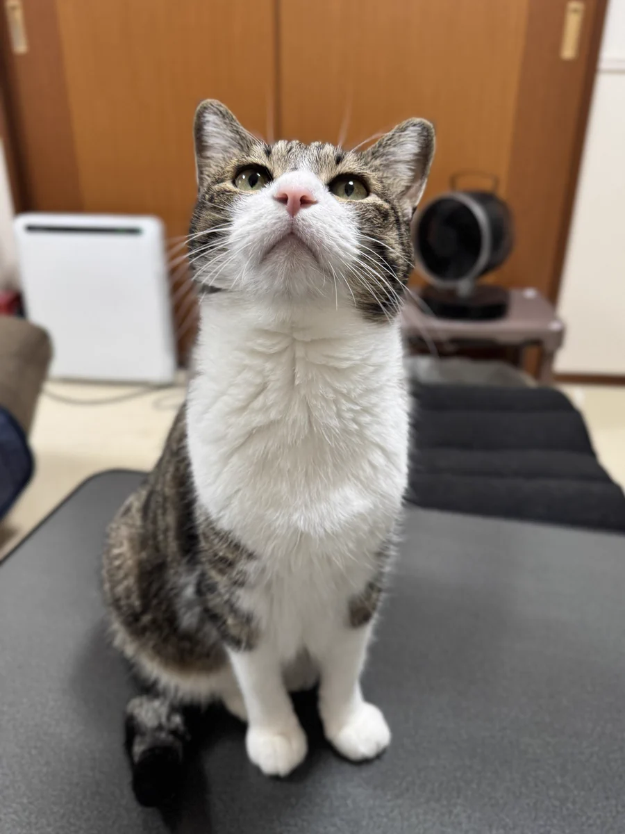 ぎんのねこ (@ginnonekoch) / X