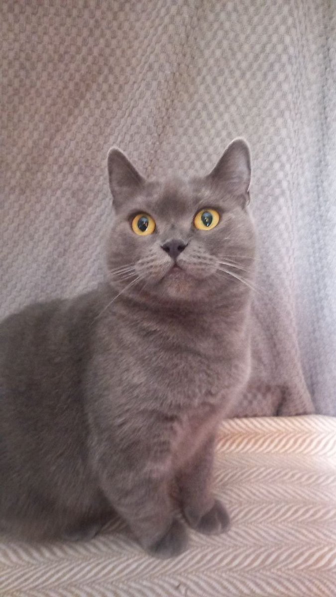 Avonato's tweet photo. Їх просто викинули на смітник.

Маму-кішку та її котенят залишили напризволяще в закинутому приміщенні в дворах Василькову.

Ми знайшли їх і забрали в притулок. Зараз кошенятам по 4 місяці, вони разом із мамою чекають на свою родину.

Ваш репост - їхній шанс знайти люблячий дім❤️‍🩹 https://t.co/uJANNpcrBe