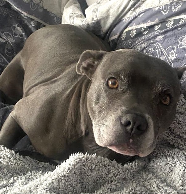IsaMary2021's tweet photo. Nanny keeps waking me up early.  ‘Excuse me Nanny, Staffy Princesses need another hour at least’ 💖💖
#IsaMary #CuteDogs https://t.co/KP1KCmGvzV