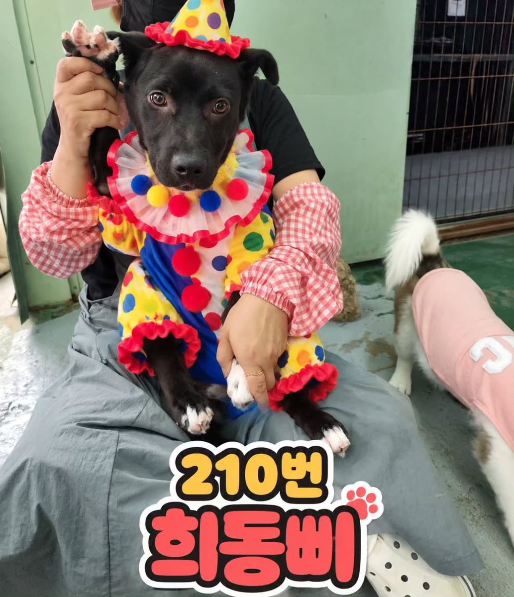 gong711805's tweet photo. 얘들아 삐에로 강아지 입양할 수 있어? https://t.co/WPT1IaLpXR