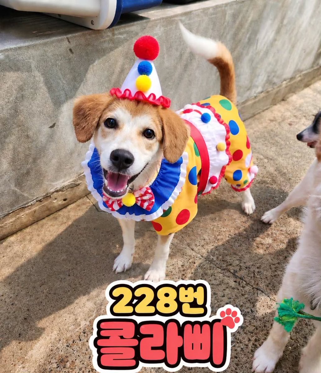 gong711805's tweet photo. 얘들아 삐에로 강아지 입양할 수 있어? https://t.co/WPT1IaLpXR