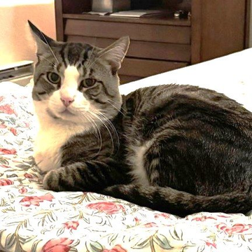 sachikoko's tweet photo. 👉🏽SENIOR ALERT🙏🏽PLZ SHARE
💝Shy, Sweet 10YO #Senior #Tabby &amp; White Kitty "SEYMOUR"💝
🥠Needs A Calm🏡#FureverHome🏡
▶️4 INFO https://t.co/JmGjM3NqaI
🙏🏽 #AdoptDontShop #AdoptASeniorCat
#Oakland, #CA #SF #BayArea 
▶️https://t.co/FCtnqRd4RB 
✅Cats✅Older Kids #RehomeHour #US #CATS https://t.co/xjRZK4xWEf