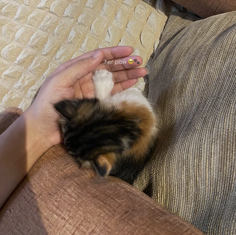 bidieyy's tweet photo. got myself a new kitten 🐈‍⬛🐾 but she’s still nameless, kira-kira nama apa yg cocok buat si bocil loreng ini yaa https://t.co/zCgd1orBYA