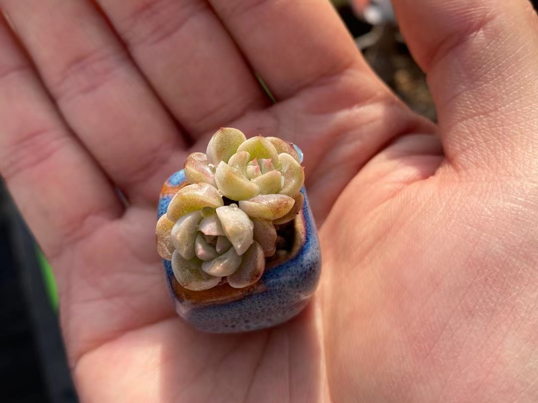 EdaSahinv8cc's tweet photo. Turned an old glass jar into a cute planter for my succulents! Saved money and gave something useless a new life today https://t.co/el1SShuSdL
