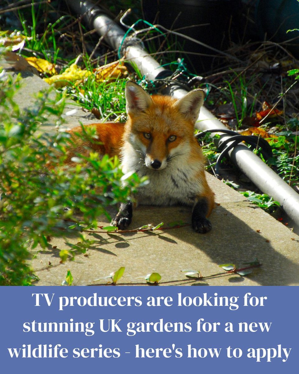 GdnsIllustrated's tweet photo. Could your garden be the star of a new wildlife TV series? 👀
https://t.co/UVvGtr3I6X
#tv #rolecall #tvproducer #newseries #gardens https://t.co/L7oylsksfs