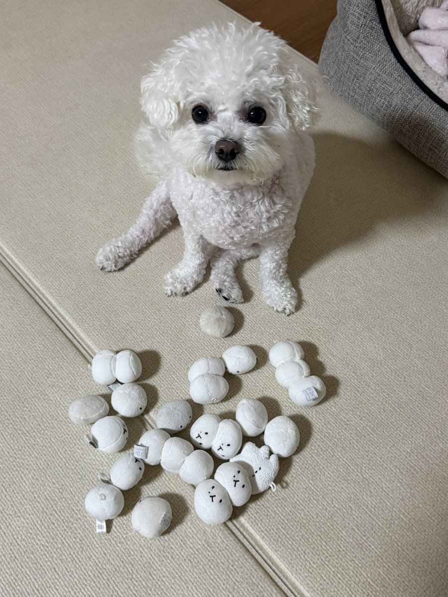 puppy__bh's tweet photo. …아니 장난감박스 정리하다가 경악함
이게 다 너가 물고간 터래기라고…? https://t.co/BNVhb1TwKR