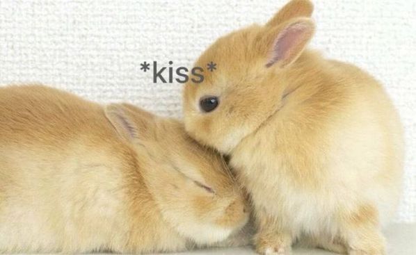 bunnyposting_'s tweet photo. *kiss* https://t.co/9pyXt3tlwd