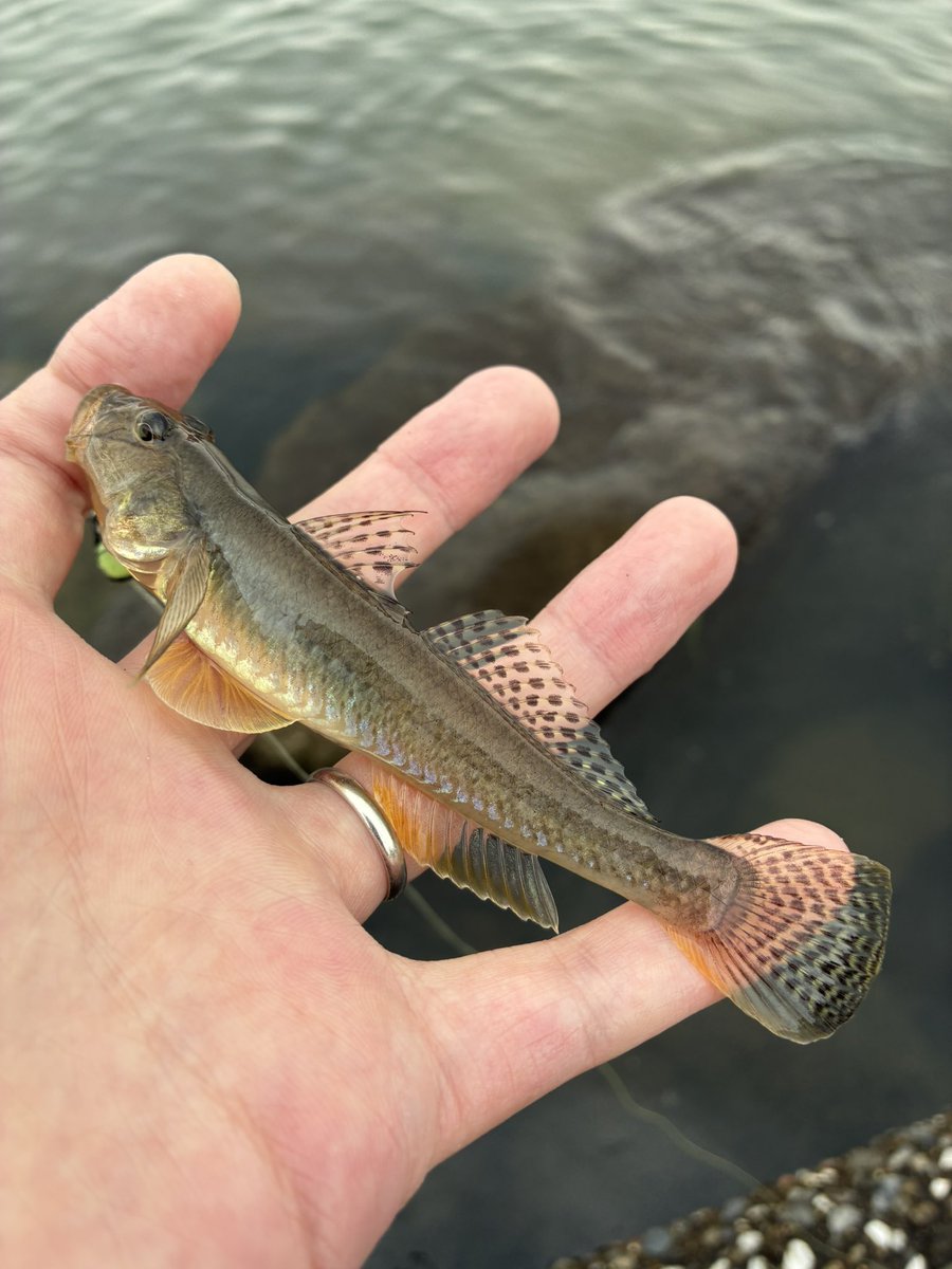 sugar19751124's tweet photo. 今日も元気にハゼ釣り🎣

午前は用事があり午後からホームに行こうか悩みましたが近所ポイントで途中雨に打たれながら約2時間半

予想通り大雨の影響で水色がバスクリン色で厳しそうでしたが竿を出し30匹を釣り歩いて納竿

ホームポイントより良型がポツポツ釣れて引きを楽しめましたー🤣
＃ハゼ釣り https://t.co/WSD2yG6iq4