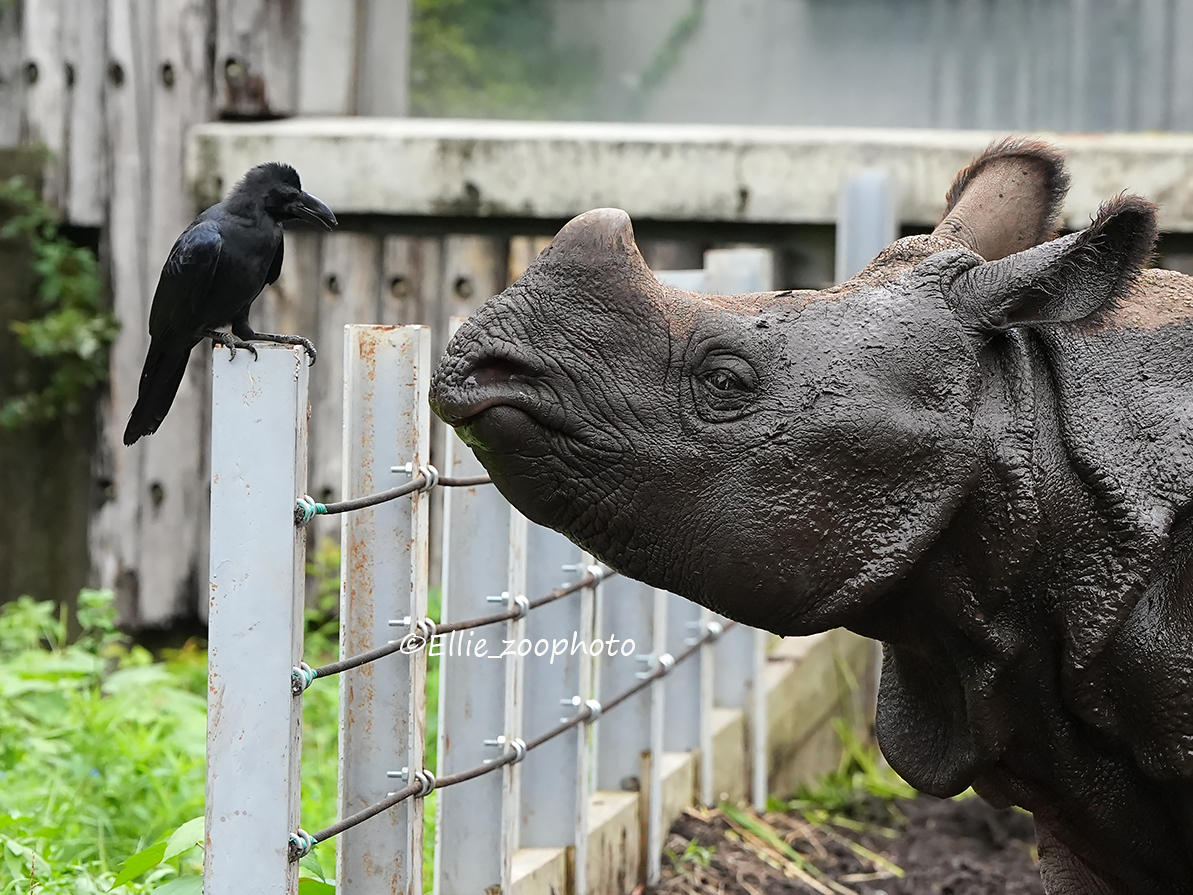 Ellie_zoophoto's tweet photo. あーそーぼ
カラスは幼鳥なのか怖いもの知らず。自分から何度も寄って行ってじー👀デコポンも静かに近寄って興味深げ。カラスっ子、肉食獣舎ではやらないようにね

#インドサイ #多摩動物公園 https://t.co/BzVxu0ufkU