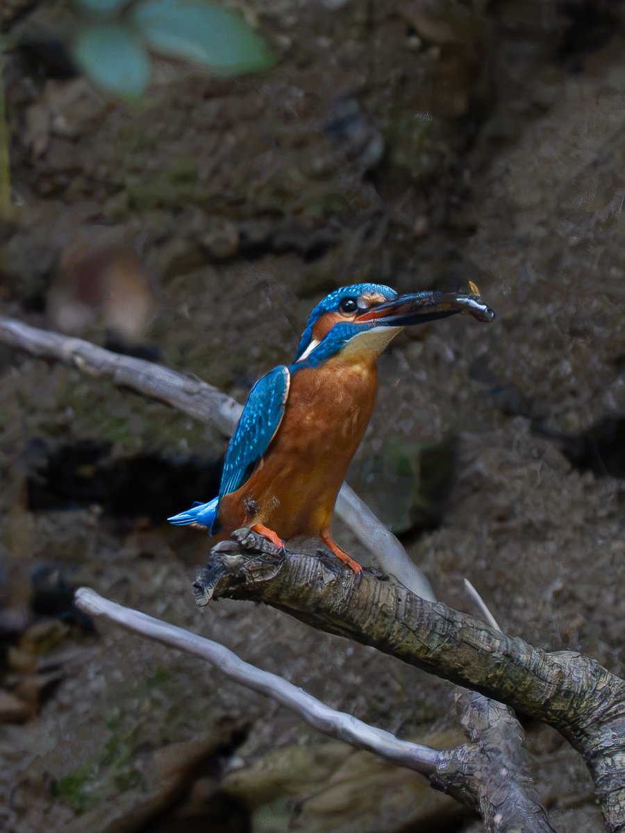 Tittyjmsm's tweet photo. Male kingfisher with a small fish in its beak on a branch in front of its nesting hole. https://t.co/YxHUY0ahDD