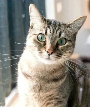 sachikoko's tweet photo. 👉🏽HERO ADOPTER WANTED🙏🏽PLZ SHARE
🏵️Playful, Sweet 5YO Brown #Tabby Kitty PEPITA🏵️
🥠Needs A Quiet, Cat Savvy #FureverHome🏡As Your 1 &amp; Only🐈
▶️https://t.co/5Pq3nfFf86
🙏🏽#AdoptDontShop
#Oakland, #CA #BayArea #SpecialNeeds
▶️https://t.co/FCtnqRd4RB 
✅Adults #RehomeHour #US #CATS https://t.co/PlArhhT3i6