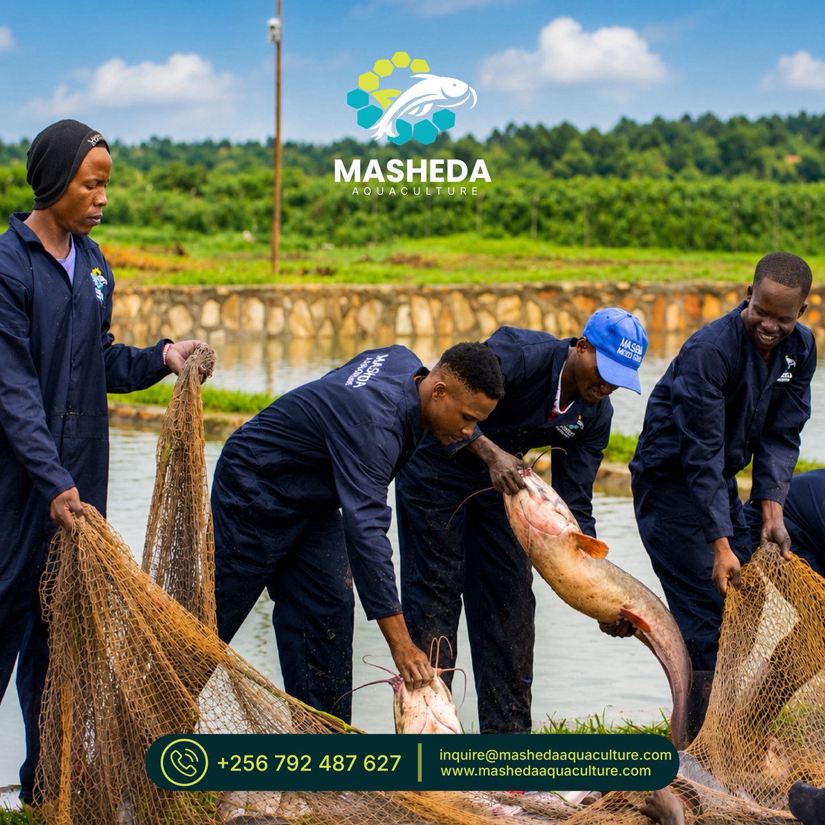 mashedaaquac's tweet photo. From the hatchery to the pond, we’ve followed the journey of these fish as they grow. Now comes one of the most rewarding parts , harvest time.

A moment that brings all the care, feeding and hard work together.

 #Aquaculture https://t.co/5TyuvT3rrV