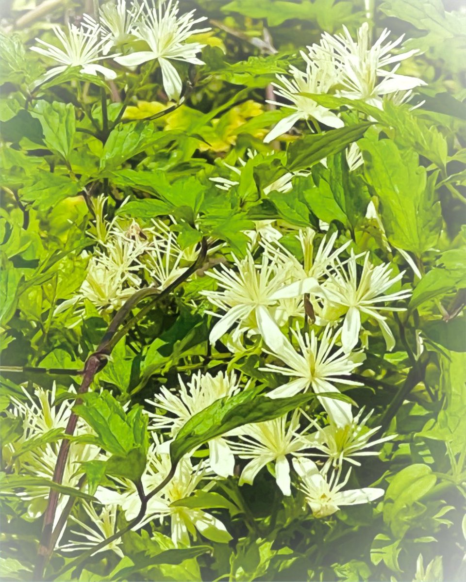 Photo07Machi10's tweet photo. 花 植物 実 自然 景色
#TLを花でいっぱいにしよう
#キリトリセカイ #花写真
#ボタンヅル https://t.co/oGtRatrXBa