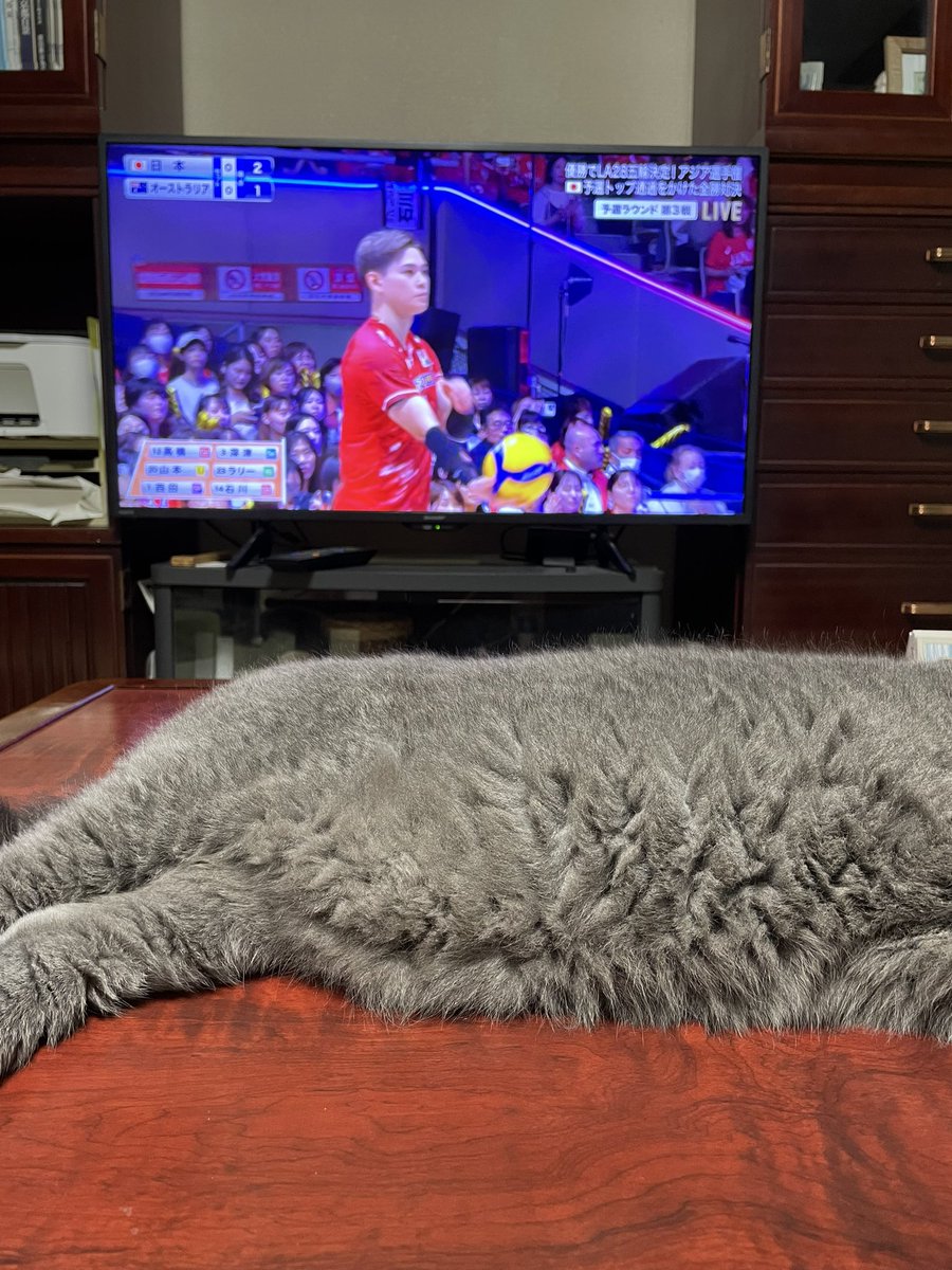 hanaQLow's tweet photo. バレーの試合を見ている。

私の好きな西田選手は、甥っ子たちに「西田のおいちゃん」と呼ばれていると知って、衝撃。
小学生にとって20代はお兄さんと思うけど😂 https://t.co/5Fd6bMiA5g