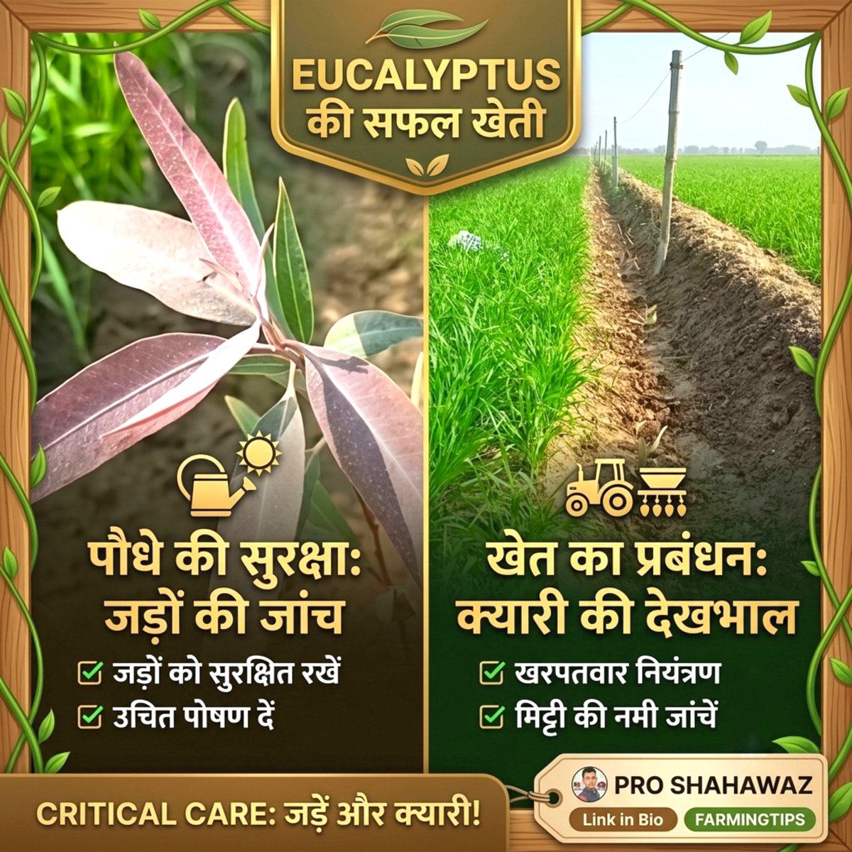 proshahnawaz's tweet photo. Eucalyptus new video link 👇
https://t.co/4UBRcsrAFV

Eucalyptus के पौधे 26 दिन बाद यह जरूरी काम करें | safeda ki kheti | eucalyptus farming

#ProShahnawaz #EucalyptusFarming #EucalyptusCare #SafedaKiKheti  #FarmingTips #PlantCare #GardeningHindi #FastGrowthTips https://t.co/cMEuaCaKer