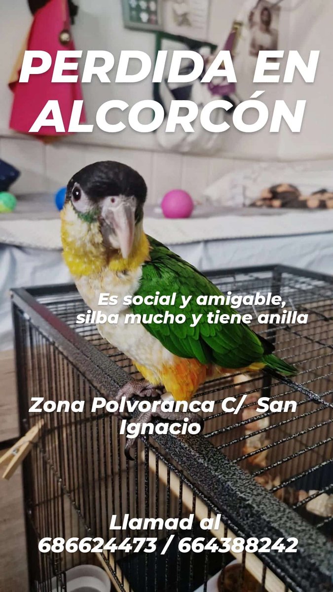PimPam93's tweet photo. @alcorconhoy @PoliciaAlcorcon @alcorconbombero @AD_Alcorcon Necesito ayuda se me escapó mi Loro estoy destrozado ayudarme https://t.co/gdc27wVNYC