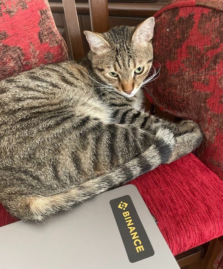 Ridox_01's tweet photo. I’m also screaming let cat out Aaaaaaaaa $Binance 

0xA4Cd53f32336f820E787C25AAa2dF64Aa0A64444

@theunipcs 
@cz_binance 
@binance 
@Four_FORM_ https://t.co/nN49e9WSZu