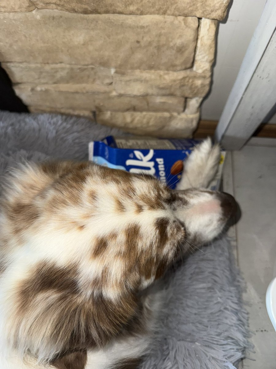 gaysexyuri's tweet photo. Ok how the fuck did she steal the almond milk https://t.co/sDPdXSigBy