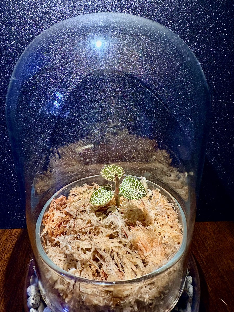arinkokawayo's tweet photo. 新たなジュエルオーキッドを購入してしまいました😊

腐らせないようにしないと��ー！

 #ジュエルオーキッド
 #Cystorchisstenoglossa
 #AnoectochilusroxburghiiGoldVeinType https://t.co/FDCYHzhLjJ
