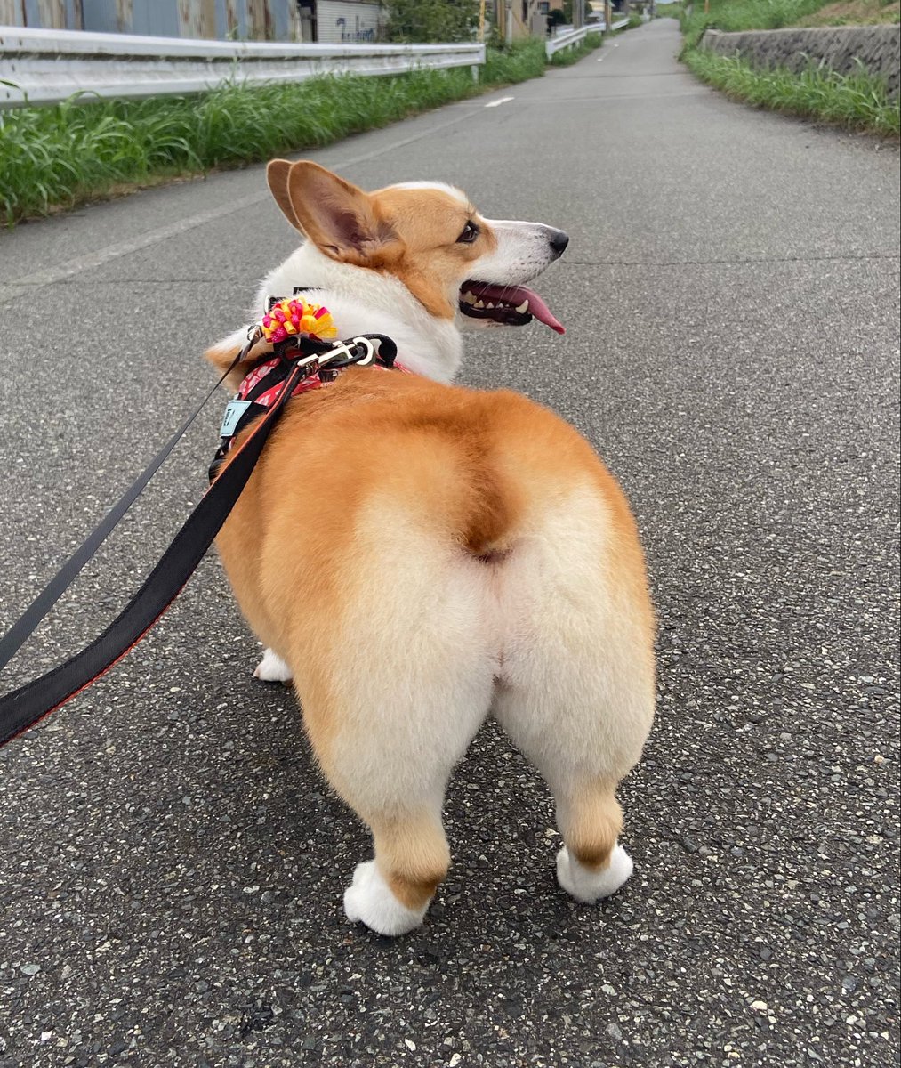 raraRAMU0221's tweet photo. トリミング前とトリミング後
オシリまん丸になりました😊🐶💓
#welshcorgi #コーギー #小夏
#こなっちゃん https://t.co/Hjo6wibbMb