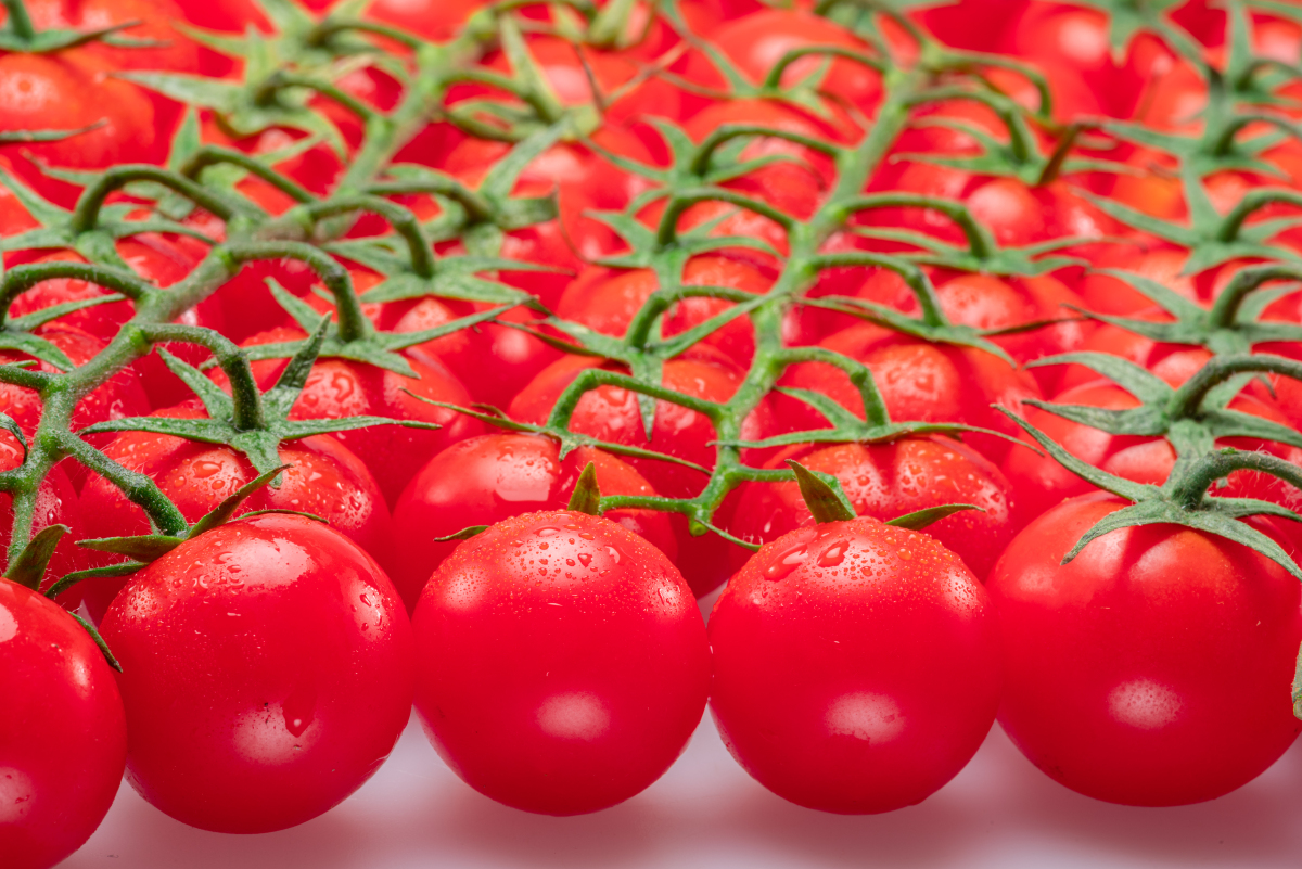 DEIIVIDDD's tweet photo. Just tried the local organic cherry tomatoes! Super juicy, sweet with a tiny tang—zero bitterness, perfect for salads or snacking.  #FreshBites #LocalProduce， https://t.co/TD9GqViDBd