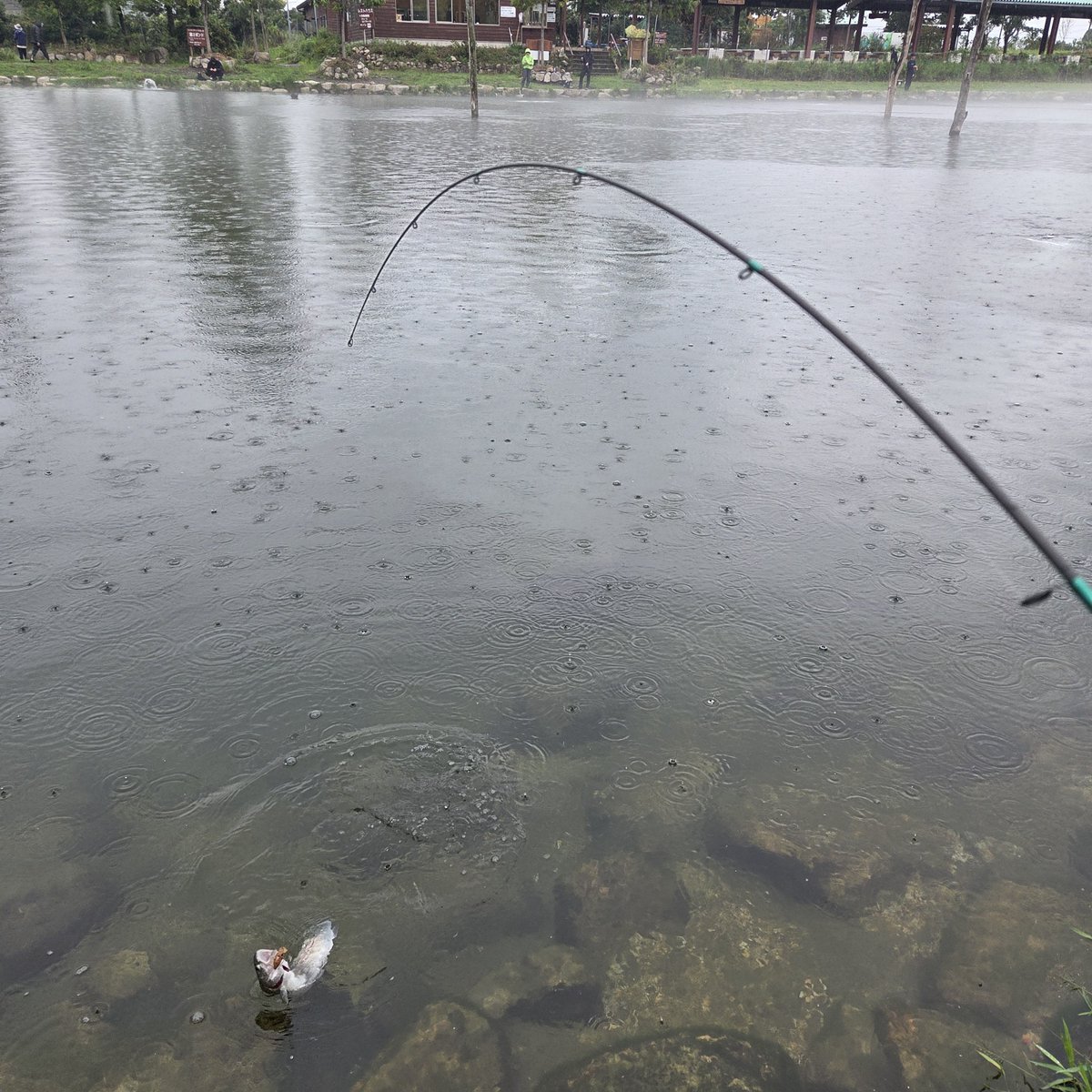Nong10201's tweet photo. チニングハマりすぎて約1ヶ月ぶりにエリアに戻ってきました🙇‍♂️
終始雨模様の高島はサイズこそ出なかったけど数はウハウハ🐟

ドリスピが相変わらず強いけど、今日はクランク、ニョロが反応よし！
特にミディクラのハラカラー、Remのバッテリー、ベルニョロのゆだおが◎でした✨
めっちゃ疲れたー、、 https://t.co/Cnvjw77pEg