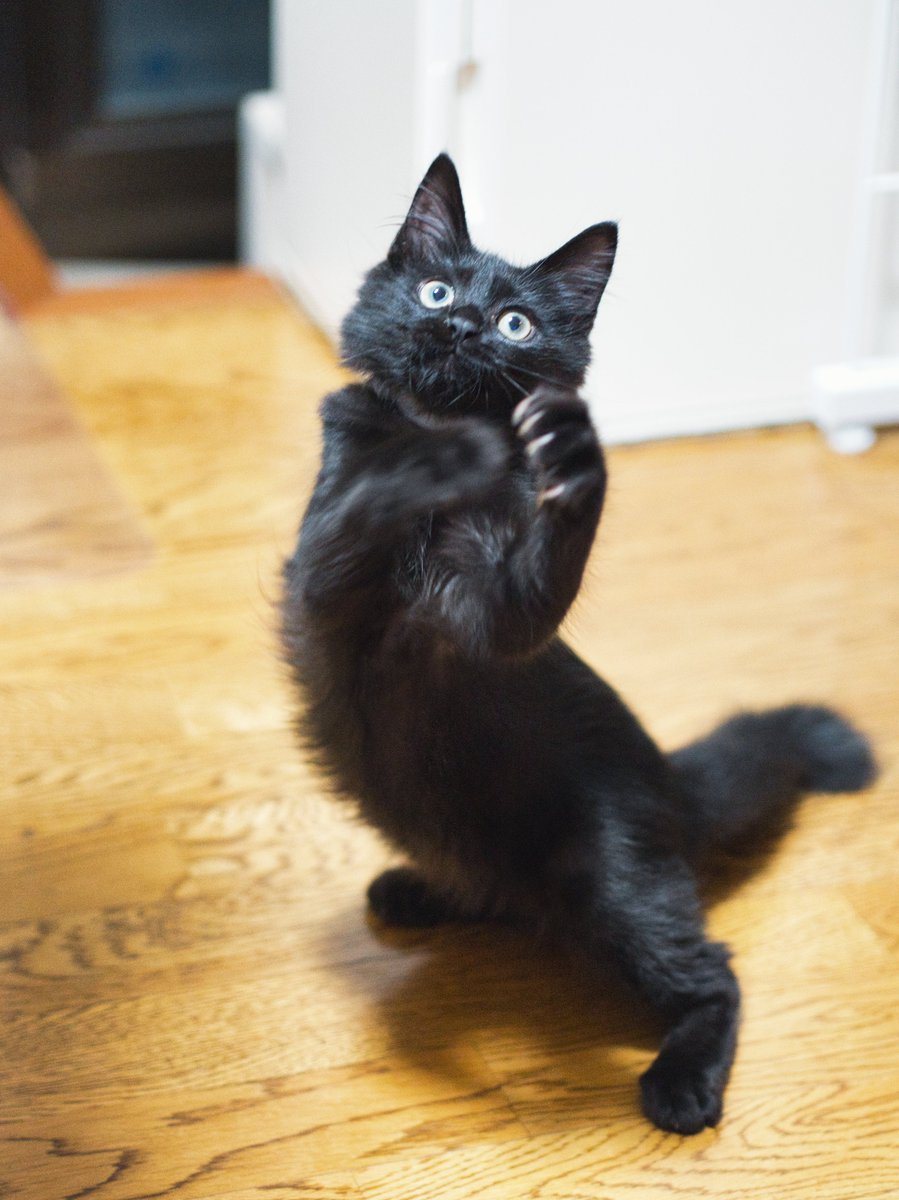 photo_Erioll's tweet photo. 保護猫生活10日目

ファイティングもなか

OMSYSTEM OM-3
M.ZUIKO DIGITAL 45mm F1.8 https://t.co/uIdtYixCOy
