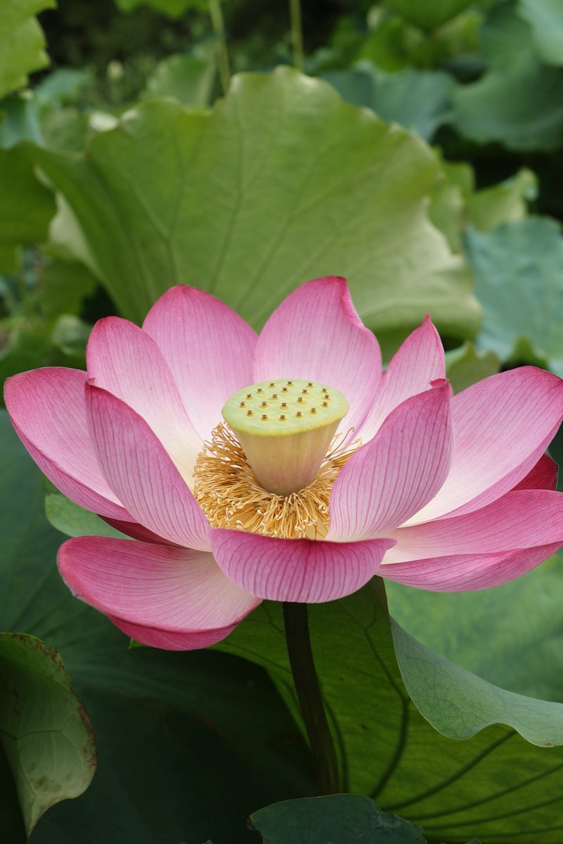 gontanokoneroku's tweet photo. Lotus 😊   

#Photography #Flowers #Lotus https://t.co/qmaLNgVxPi