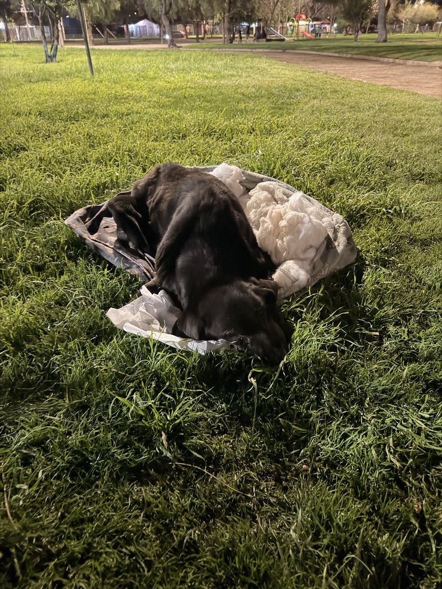vmartinezac's tweet photo. @TomasVodanovic @parola1984 ALCALDE TENEMOS UN CASO DE ABANDONO ANIMAL GRAVE ACÁ EN MAIPÚ EN PLAZA DE CALLE HUASCAR CON SAN ALBERTO HURTADO. UN PERRO VIEJO,  NO CAMINA Y ESTÁ EN LOS HUESOS, LO TIRARON A LOS ESCOMBROS Y SE ARRASTRÓ HASTA LA ORILLA. NECESITAMOS AYUDA VETERINARIA URGENTE! 🚨 https://t.co/xUglCpY1p7