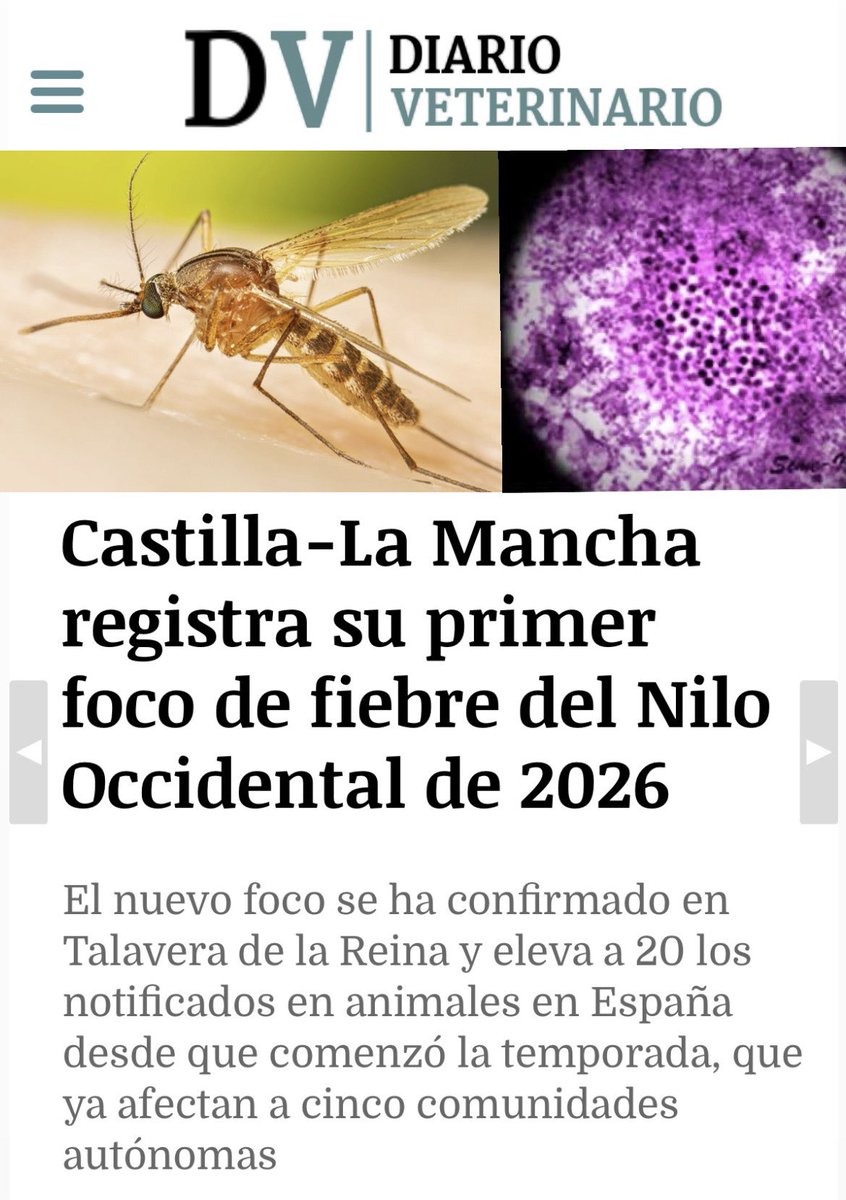 rubueno10's tweet photo. 📢 Quinta Comunidad Autónoma ya con circulación animal del virus de la #FiebreDelNilo constatada en 2026 🦠 
🔍 Foco en #TalaveraDeLaReina 🦟 
👉 https://t.co/5Z1kI07A9I
#Arbovirosis #Mosquitos #ControlVectorial https://t.co/QMh2hSk23W