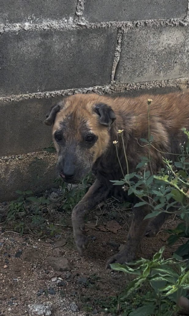 wearehappydoggo's tweet photo. From struggling on the streets to living her best retirement life! 🥺❤️‍🩹

Biscotti is the sweetest old dog, but she really did not do well fending for herself out there, as you can see from her earlier photos.

Now, she is thriving in our Happy Doggo retirement village! As you can tell from her enjoying her little cup of treats, her days are filled with lots of eating, endless human attention, and so much love. She is so grateful for this safe place, and we are so lucky to have her. We love you, Biscotti❤️