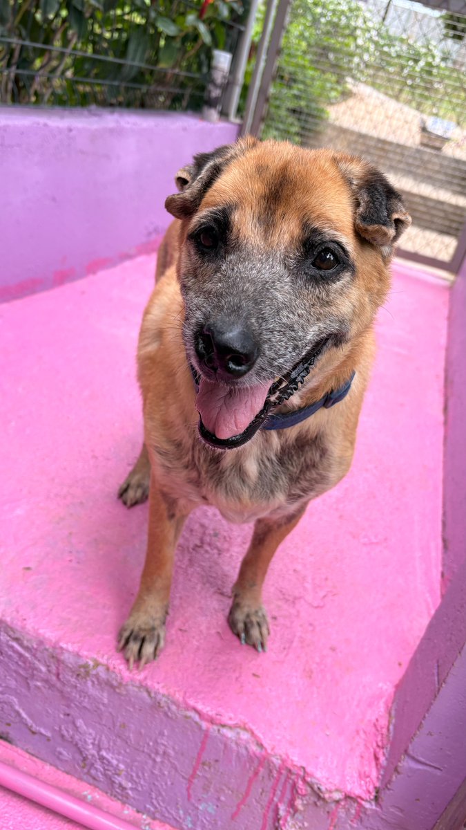 wearehappydoggo's tweet photo. From struggling on the streets to living her best retirement life! 🥺❤️‍🩹

Biscotti is the sweetest old dog, but she really did not do well fending for herself out there, as you can see from her earlier photos.

Now, she is thriving in our Happy Doggo retirement village! As you can tell from her enjoying her little cup of treats, her days are filled with lots of eating, endless human attention, and so much love. She is so grateful for this safe place, and we are so lucky to have her. We love you, Biscotti❤️